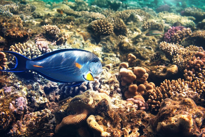 Fish and Corals Underwater