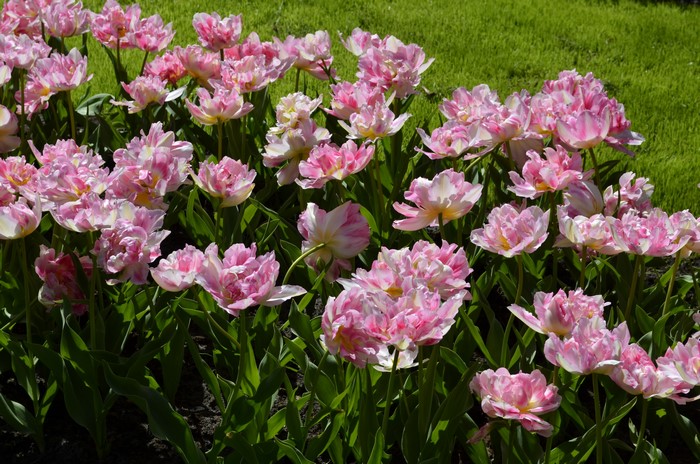 4K Pink Tulips at Keukenhof