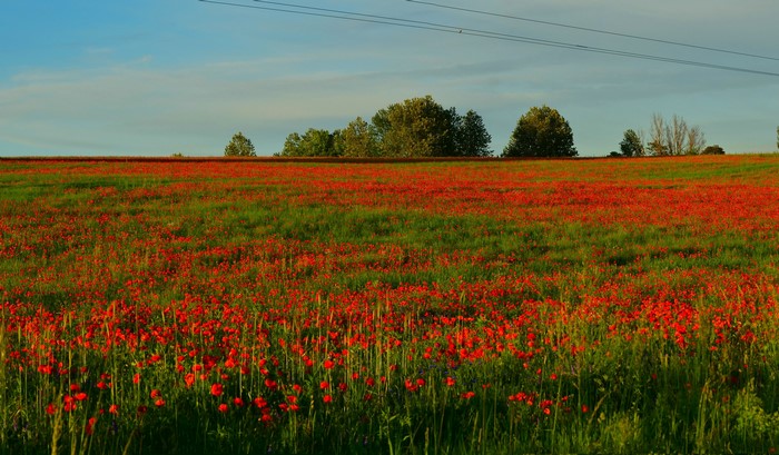 Field of red poppies with trees and power lines