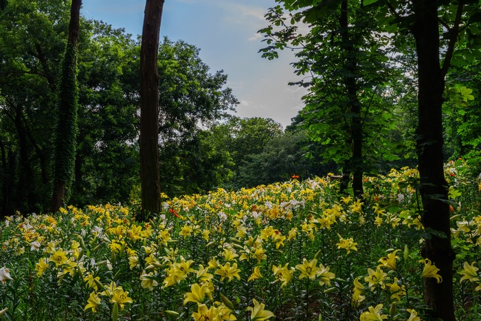 Field of Lilies in a Forest