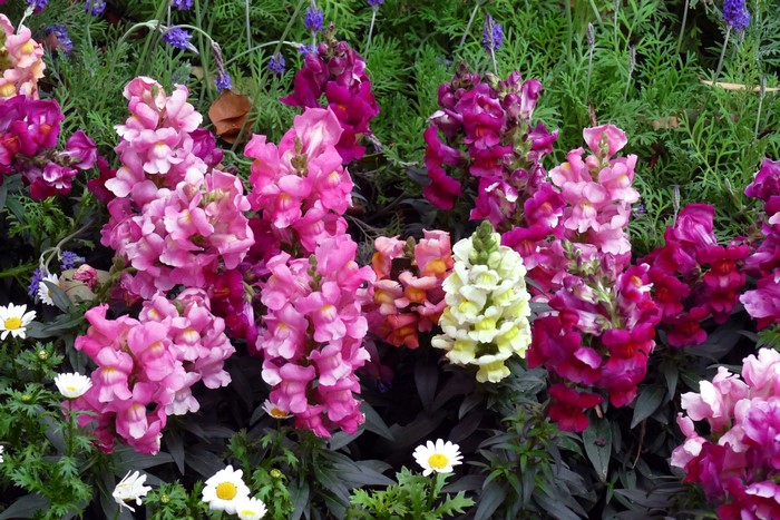 Pink and purple snapdragons with daisies