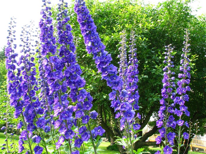 Purple Delphinium Flowers in a Garden