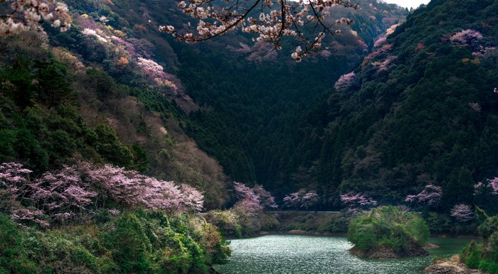 Japan Mountains Lake Flowering Trees Forests