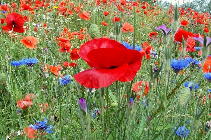Field of red poppies and blue cornflowers