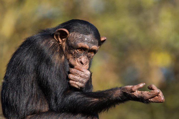 Chimpanzee with hand to face