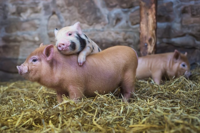 Two piglets on hay, one on top of the other