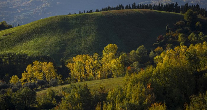 Autumnal Hillside with Yellow Trees in Italy