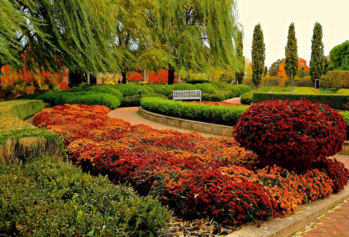 Autumn garden with chrysanthemums and weeping willow