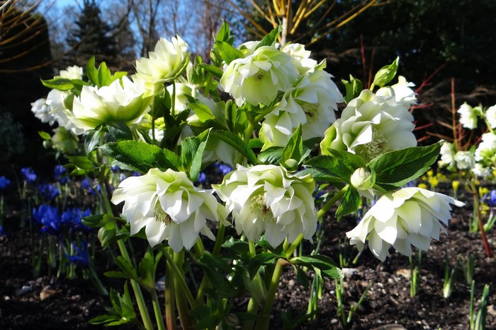 White Hellebore flowers in a garden