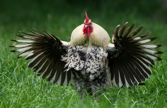 Rooster with wings spread in grass