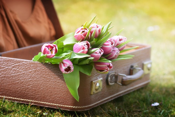 Pink Tulips in a Vintage Suitcase