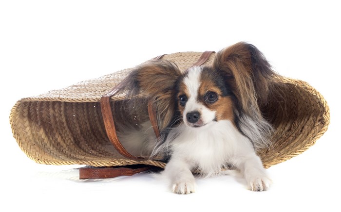 Papillon dog in a wicker basket