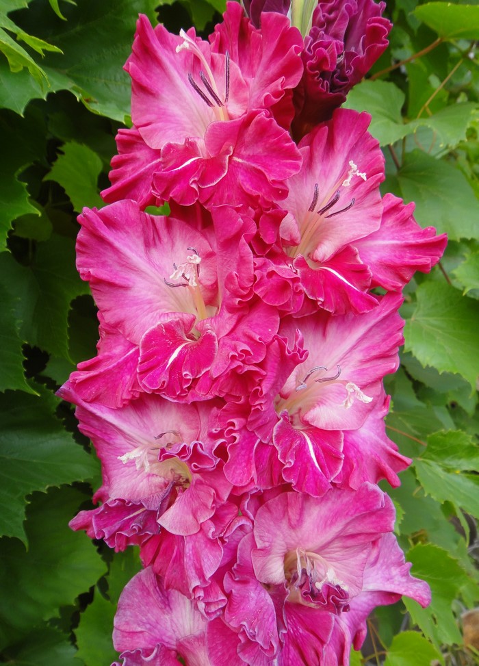 Close-up of pink Gladiolus flowers