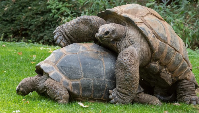 Two giant tortoises mating on grass
