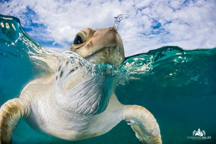 Sea Turtle surfacing for air with clouds above