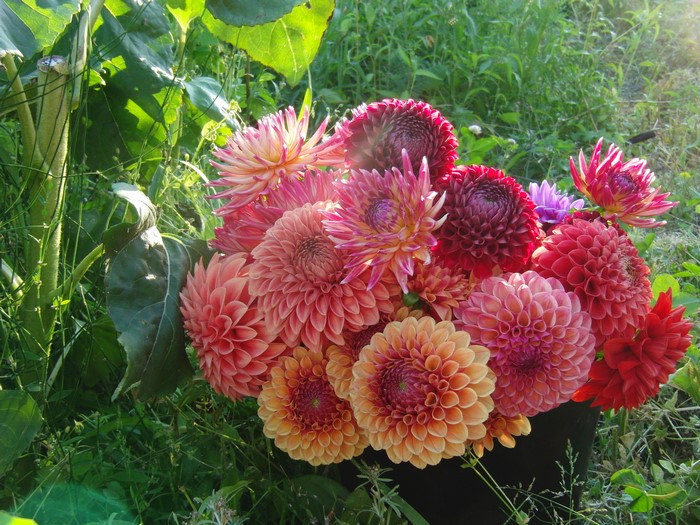 Bouquet of colorful Dahlias in a garden