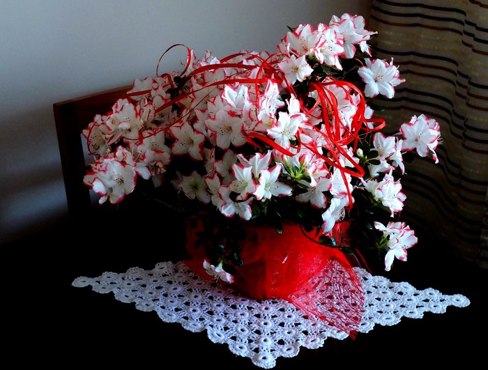 White and red azaleas in a red vase with red ribbons