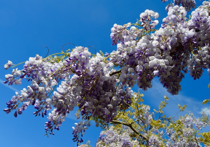 Wisteria branches against a blue sky