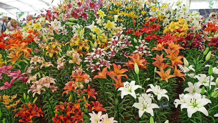 A vibrant display of many colorful lilies
