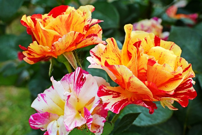 Close-up of two-toned roses