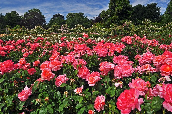 Pink Roses Blooming in Regents Park London