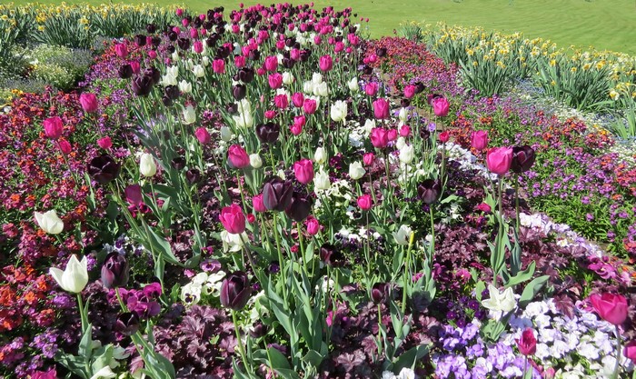 A colorful flower bed with tulips and daffodils