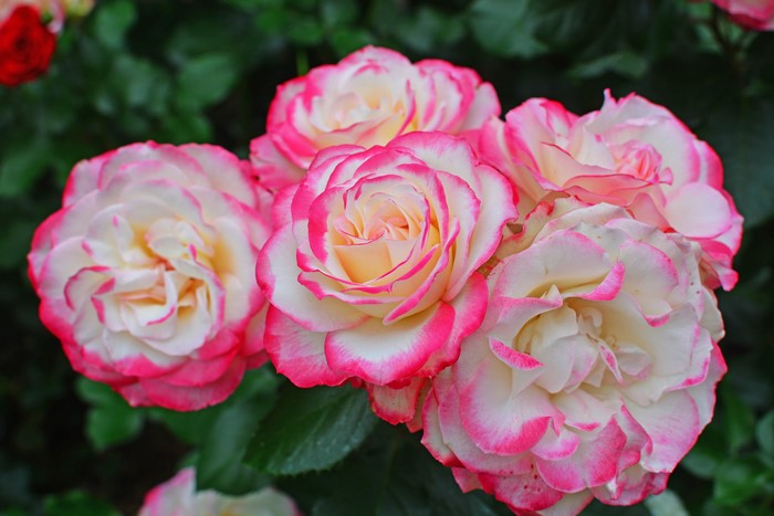 Close-up of pink and white roses