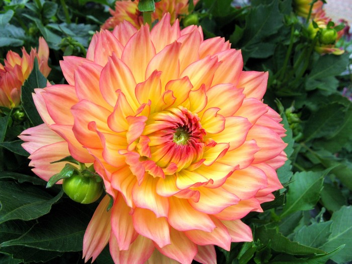 Close-up of a vibrant orange and pink Dahlia flower