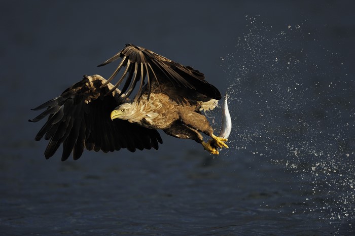 4K White-tailed Eagle Hunting Fish in Flight