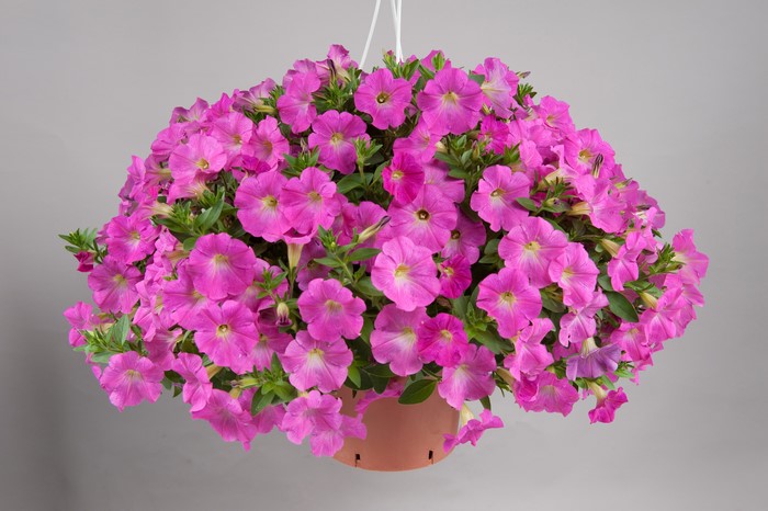 4K Petunia flowers in a hanging pot
