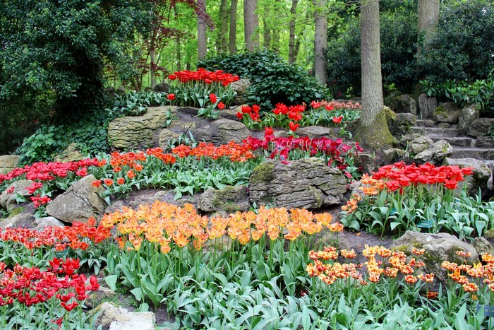 Keukenhof Gardens with Tulips and Rocks