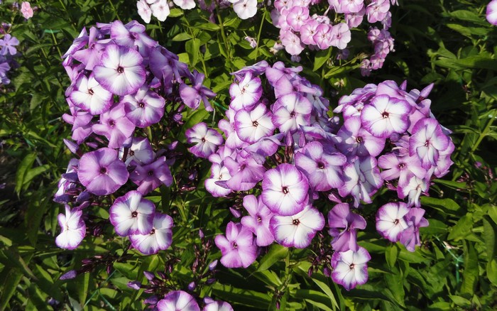 Purple and white phlox flowers in bloom