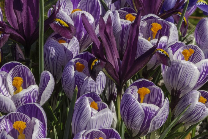Purple and white striped crocuses in bloom