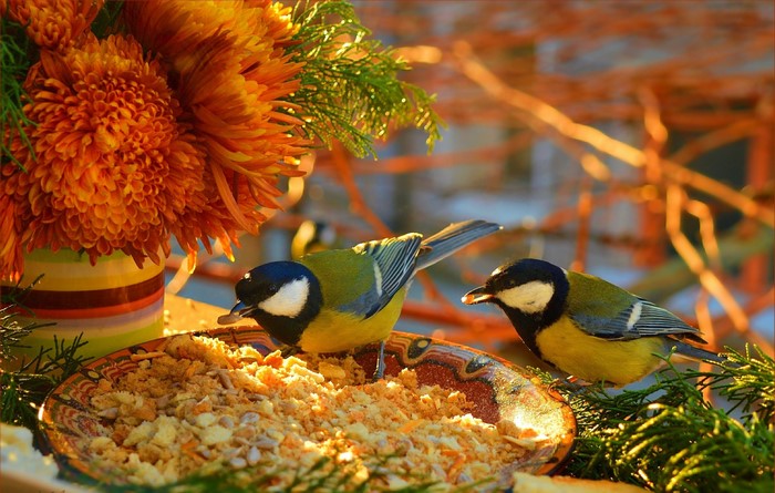 Two Great Tits eating from a bird feeder