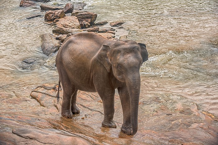 Elephant standing in a rocky riverbed with chains