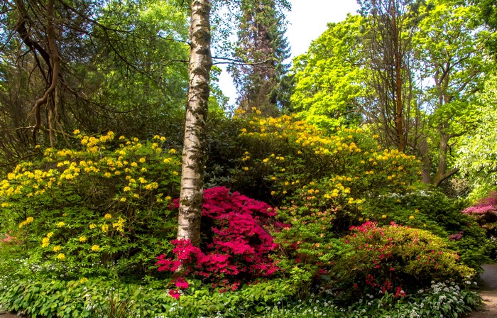 Clyne Gardens Swansea, United Kingdom, flowering shrubs