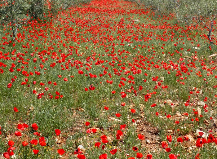 Field of red poppies with olive trees