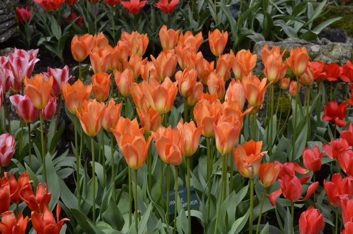 Orange and Red Tulips in Bloom