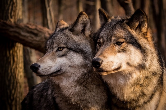 Two wolves in a forest