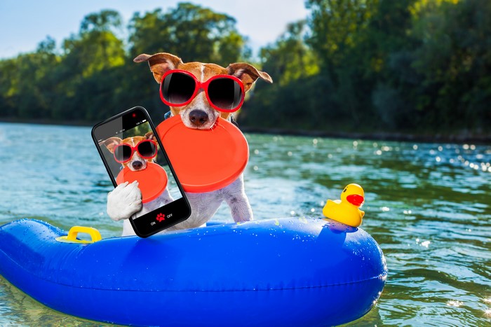 Dog in sunglasses taking a selfie on a boat