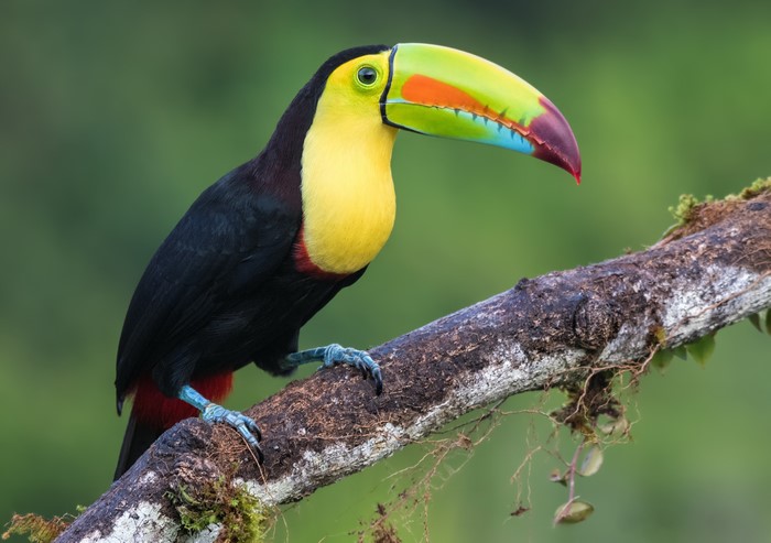 Keel-billed toucan perched on a branch