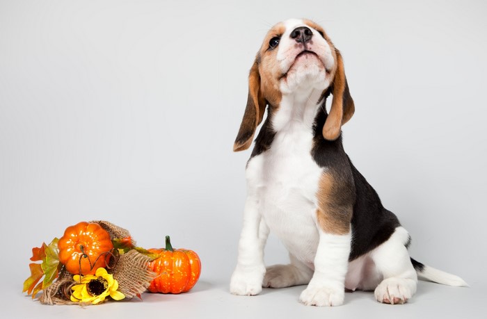 Beagle puppy with pumpkins and fall leaves