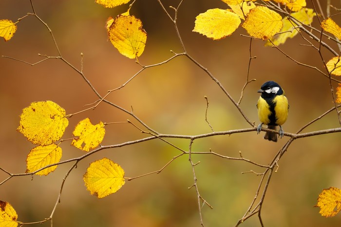 Great Tit bird on a branch with autumn leaves
