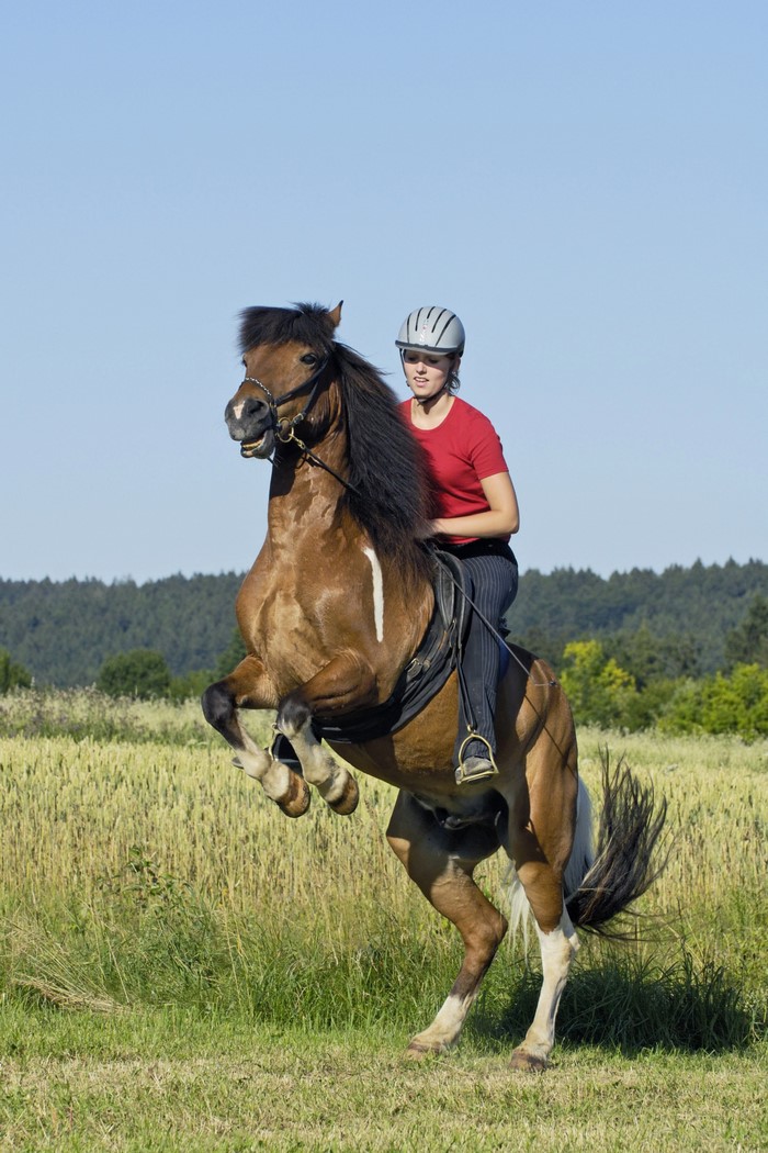 Woman riding a rearing horse in a field