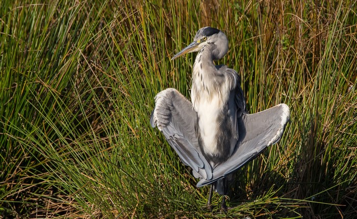 Grey Heron bird with wings spread in tall grass