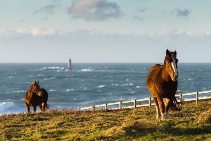 Horses on a grassy coast with a lighthouse in the sea