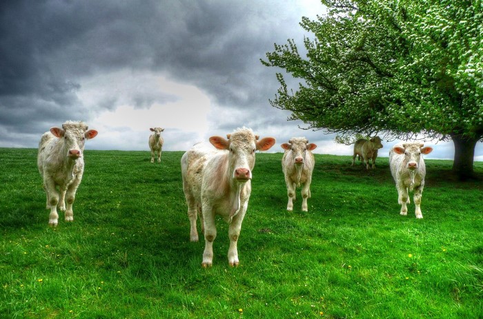 Herd of cows in a grassy field under a cloudy sky