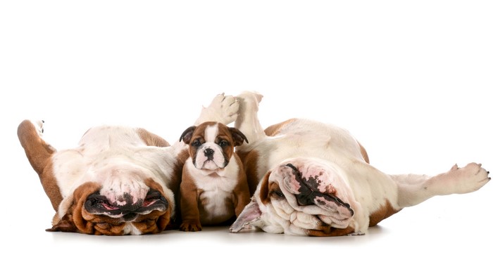 Adorable Bulldog Puppy with Two Sleeping Adults 4K