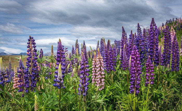 Field of purple and pink lupines under a cloudy sky