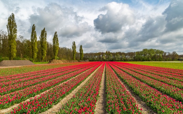 Red Tulip Fields in the Netherlands Under Clouds